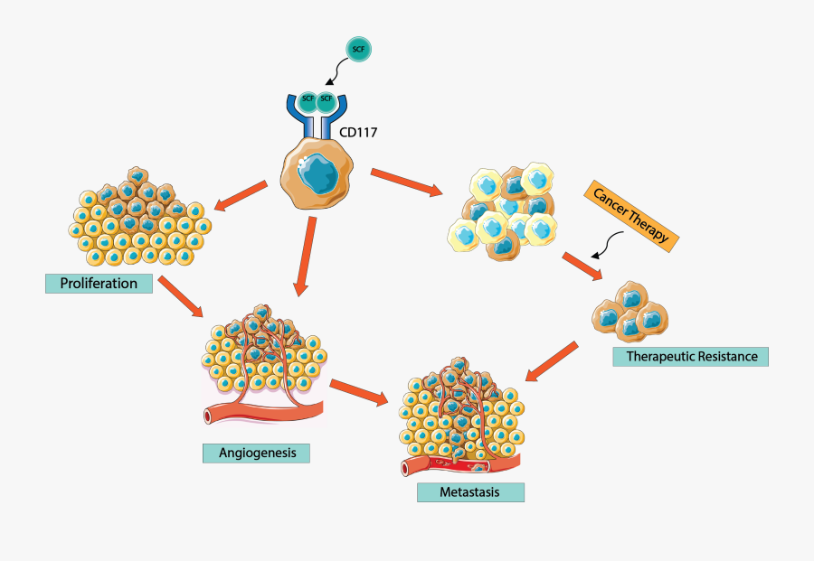 Diagrama De Flujo Cancer Ciclo Celular, Transparent Clipart