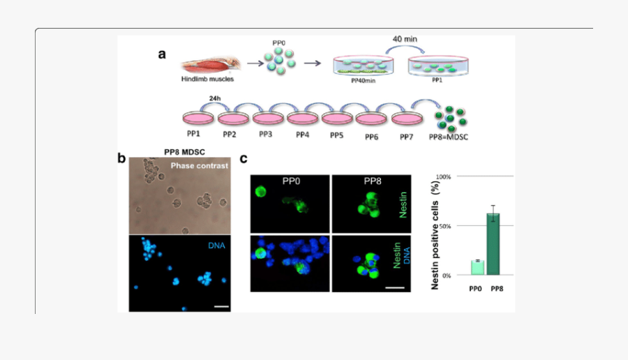 Schematic Overview Of The Muscle Derived Stem Cell - Muscle Derived Stem Cells, Transparent Clipart