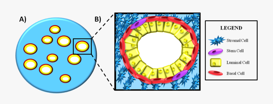 Figure 1: A) Simplistic View Of The Prostate Gland - Cells Of Prostate Gland, Transparent Clipart