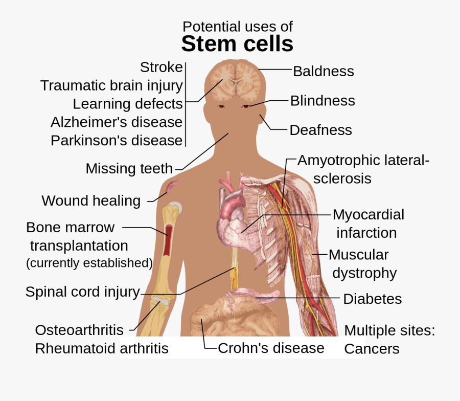 Potential Uses Of Stem Cells, Transparent Clipart