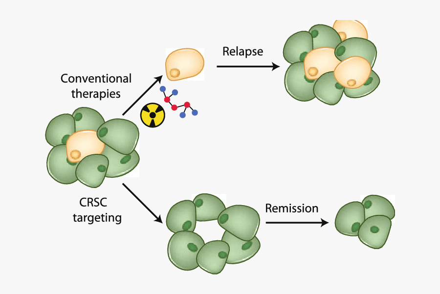 Targeting Colorectal Cancer Stem Cells Versus Conventional - Stem Cell Therapy Colorectal Cancer, Transparent Clipart