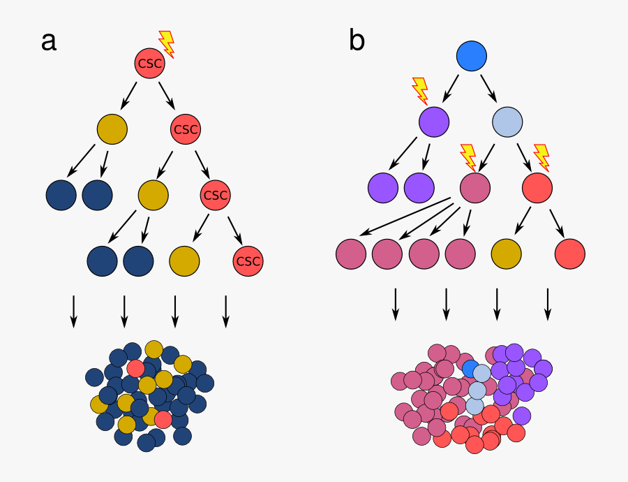 Stochastic Vs Cancer Stem Cell Model, Transparent Clipart