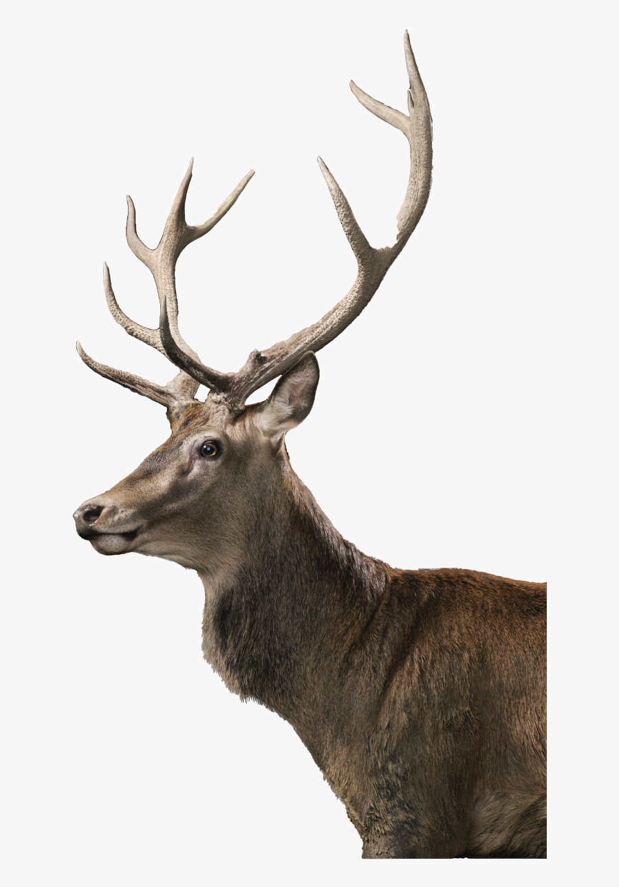 Reindeer Placenta Stem Cell - Idna Deer Placenta, Transparent Clipart