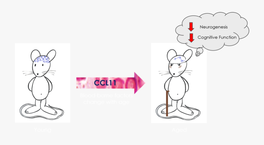 Stem Cell Exhaustion Graphical Abstract - Cartoon, Transparent Clipart