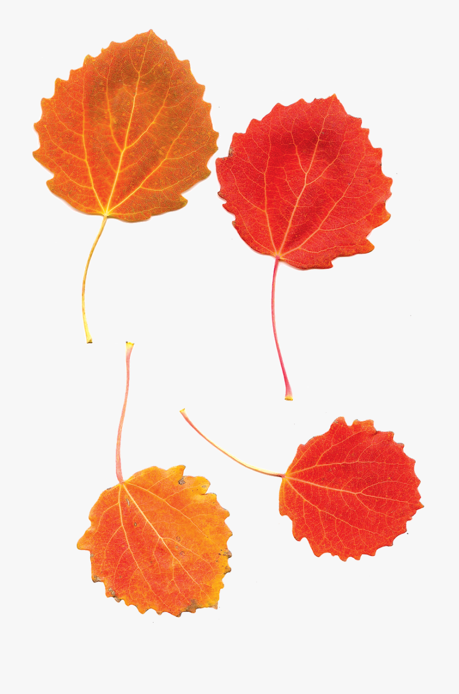 Aspen Leaf Clip Art, Transparent Clipart