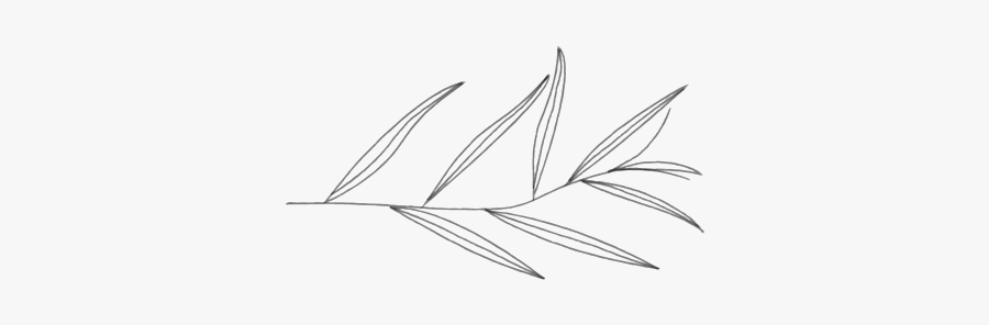 Willow-01 - Line Art, Transparent Clipart