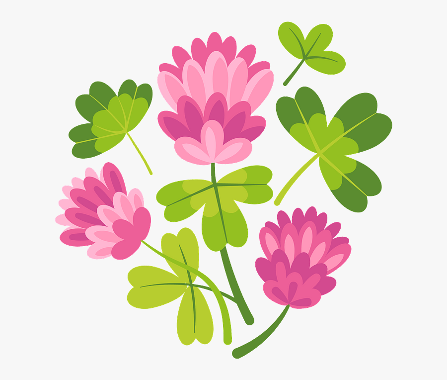 African Daisy, Transparent Clipart