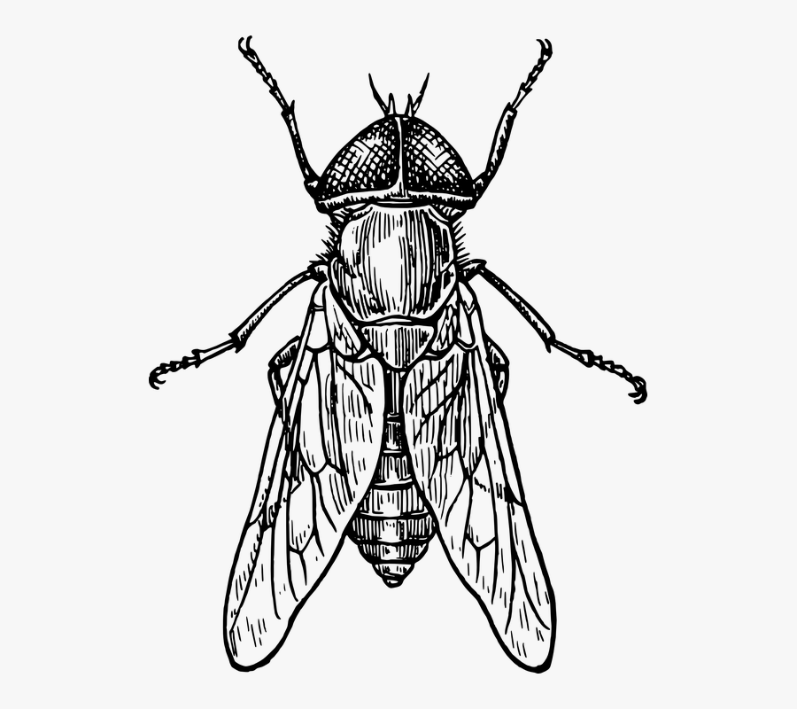 Transparent Fly Black And White Clipart - Insect Clipart Black And White, Transparent Clipart