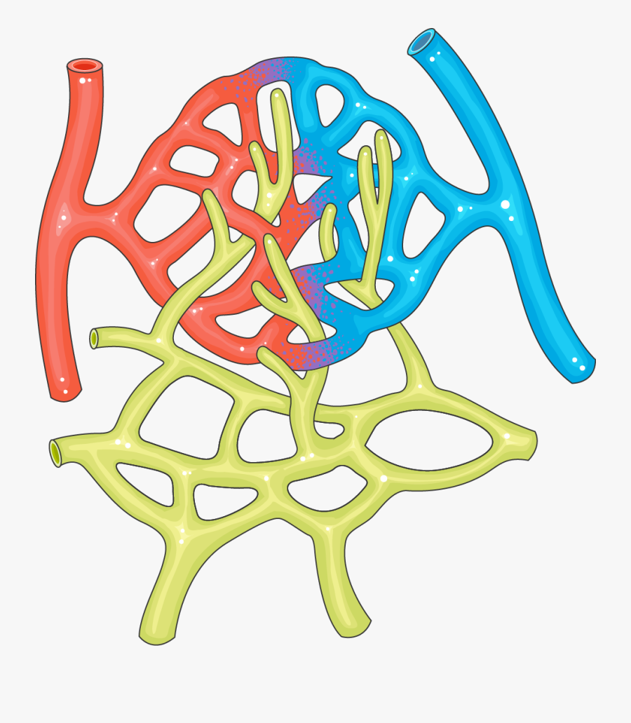 Réseau Capillaire - Servier Art Medical Capillaries, Transparent Clipart