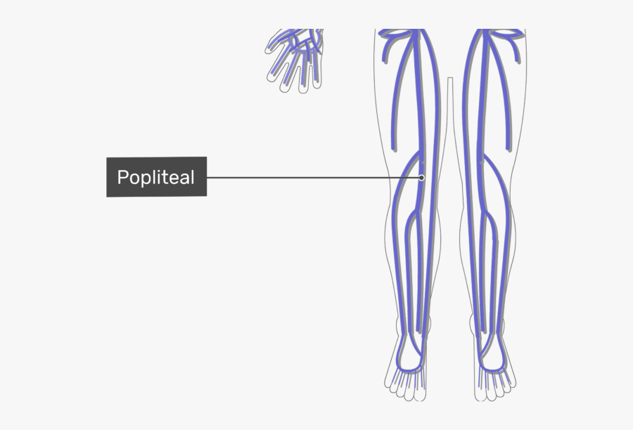 Labelled Image Of The Popliteal Vein With The Skeleton - Vein, Transparent Clipart