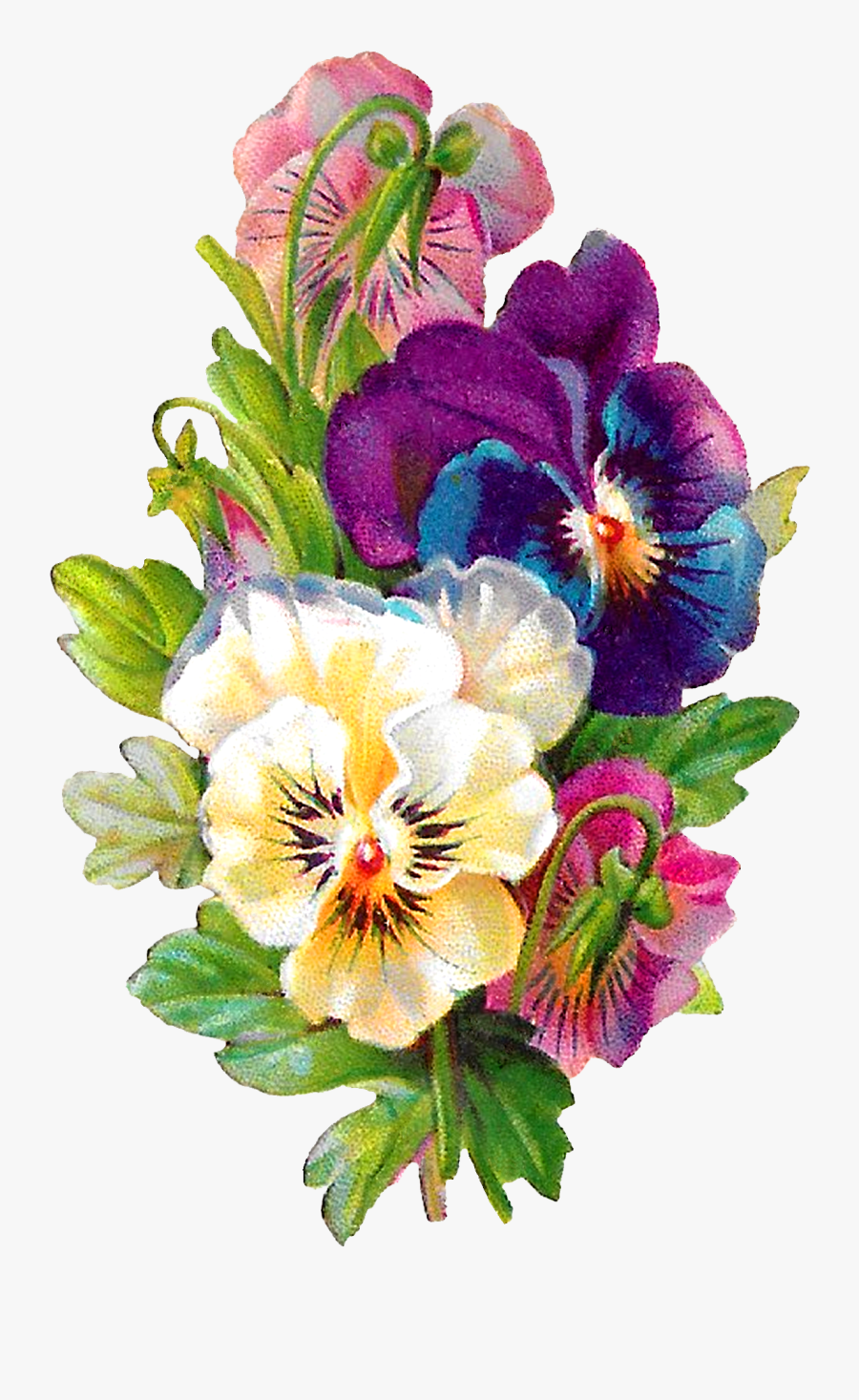 Botanical Art Pansy Botanical Illustration, Transparent Clipart