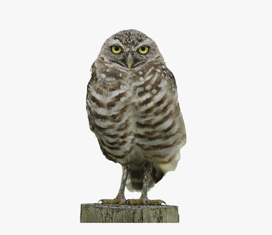Burrowing Owl T-shirt Burrowing Owl - Burrowing Owl Transparent Background, Transparent Clipart