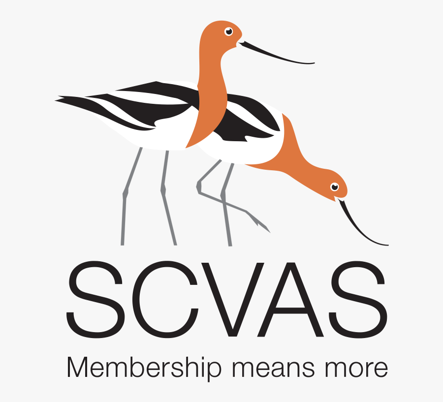 Scvas Stacked Acronym Member 2 - Sugar Ventures, Transparent Clipart