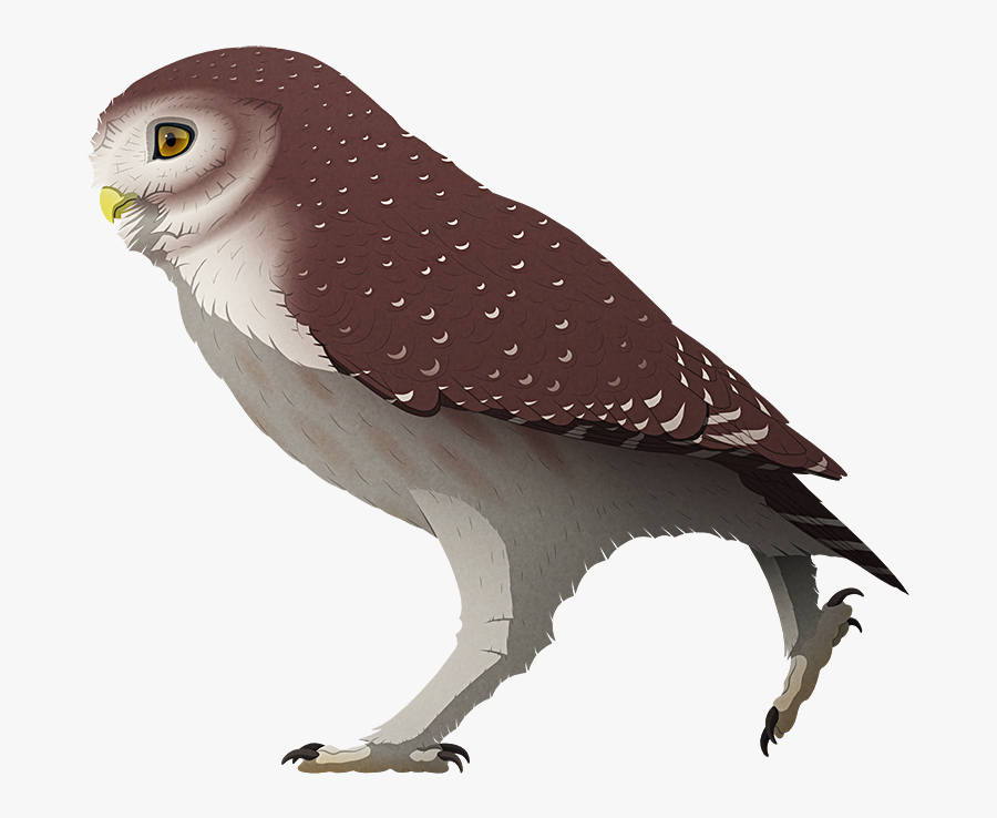 A Stylized Illustration Of An Extinct Giant Little - Owl, Transparent Clipart