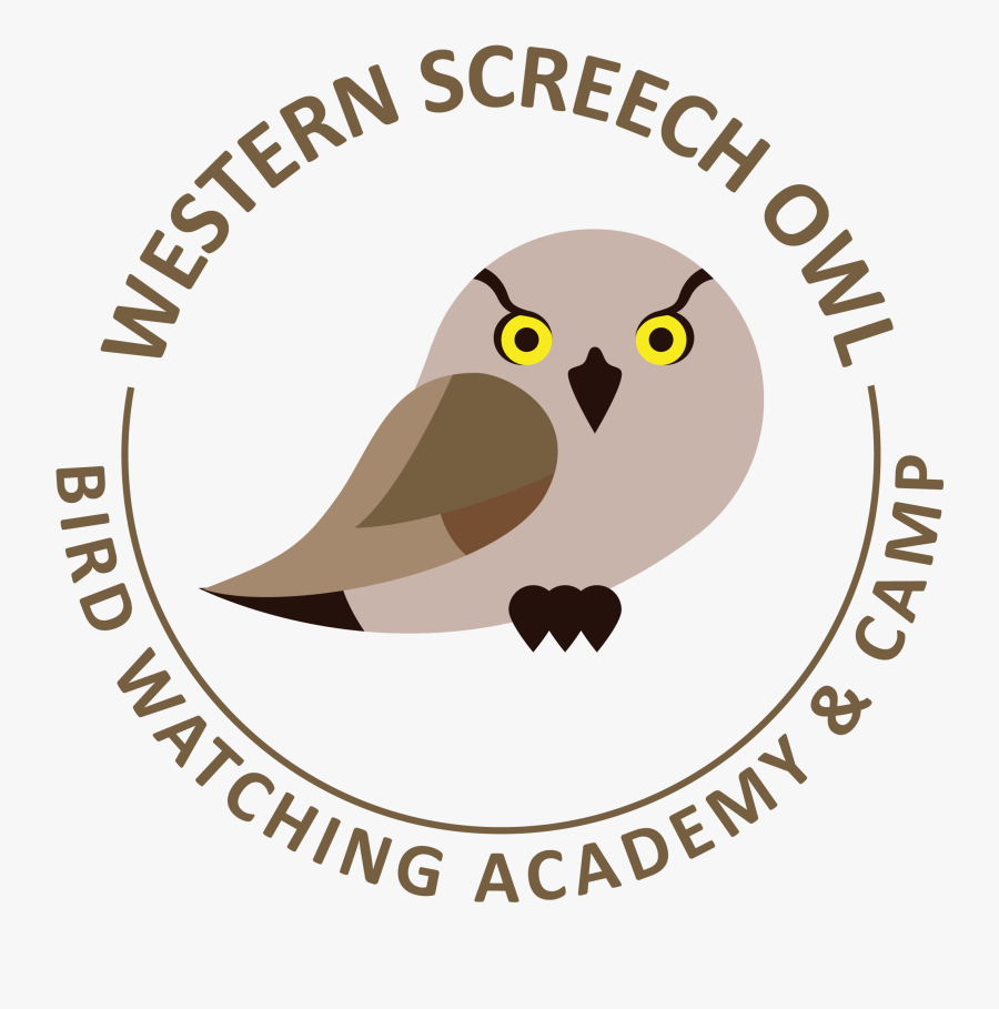 Western Screech Owl Picture - Gloucestershire County Cricket Club, Transparent Clipart