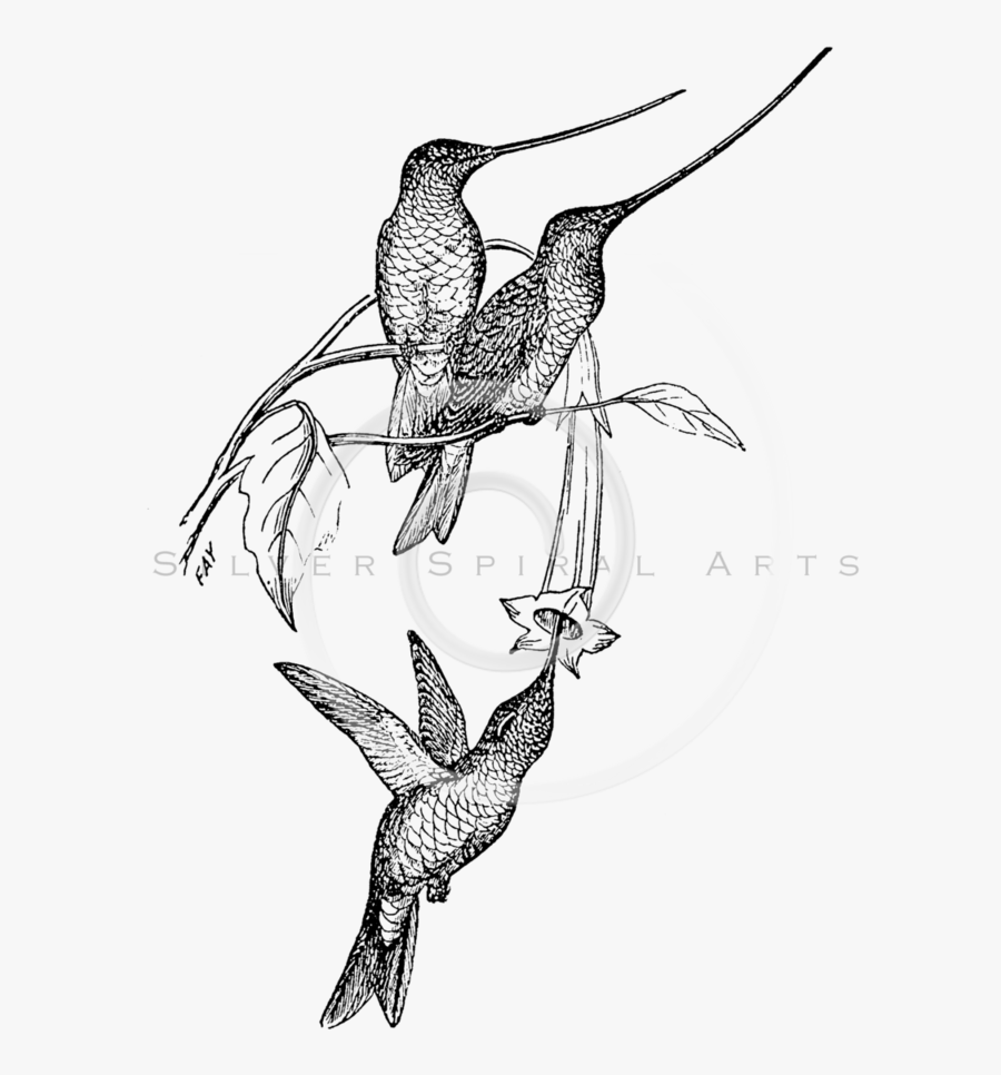 Transparent Free Hummingbird Clipart Black And White - Rufous Hummingbird, Transparent Clipart