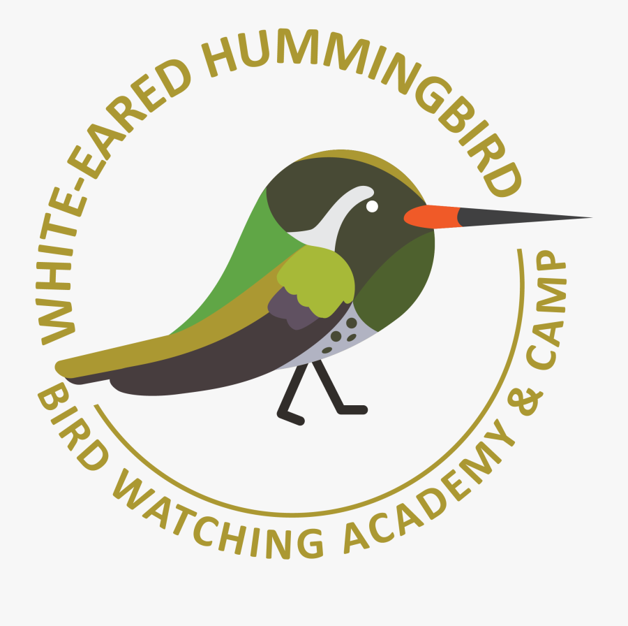 White-eared Hummingbird Picture - National Teachers College, Transparent Clipart