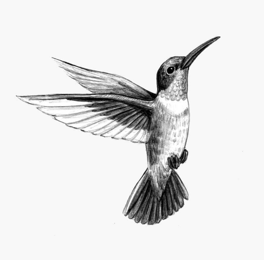 Hummingbird Tattoo Artist Black And Gray - Black And White Hummingbird Drawing, Transparent Clipart