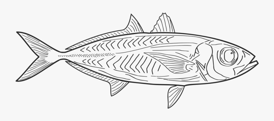 Fish Line Art - Fish Line Drawing Png, Transparent Clipart