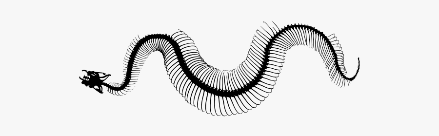 Snake Skeleton-1574678179 - Snake Skeleton Black And White Clipart, Transparent Clipart