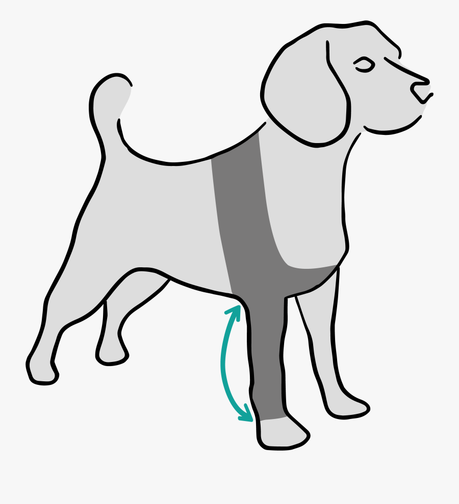 Harrier, Transparent Clipart