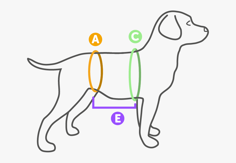 Dog's Knee, Transparent Clipart