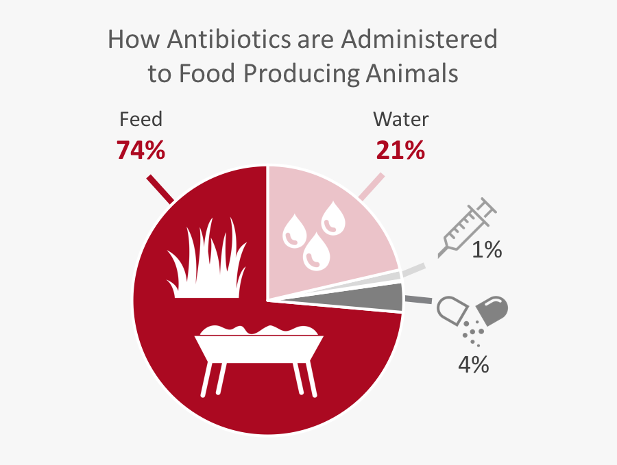 How Antibiotics Are Administered To Food Producing, Transparent Clipart