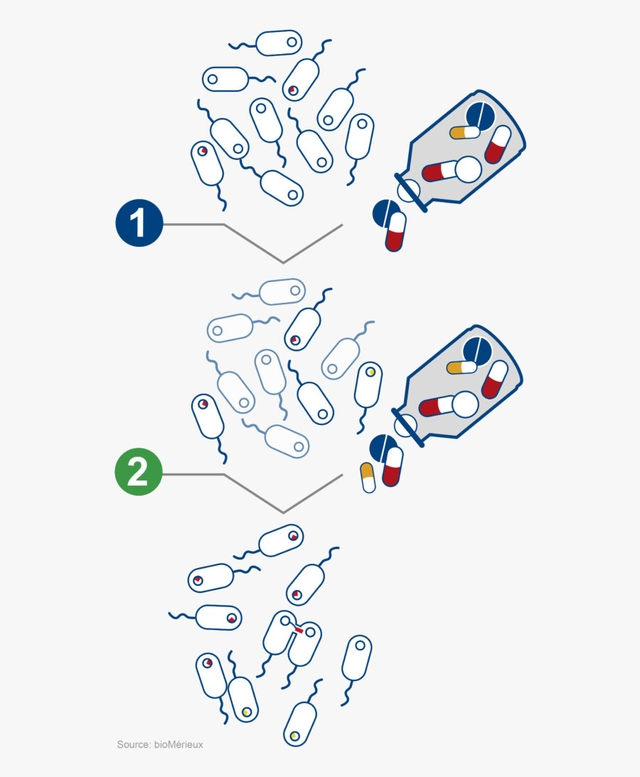 Modification Of Bacterial Population When Exposed To, Transparent Clipart