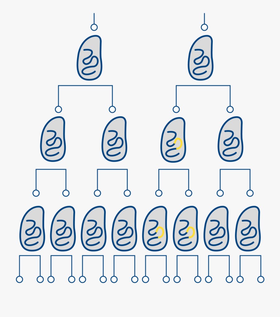 How Antibiotic Resistance Work, Transparent Clipart
