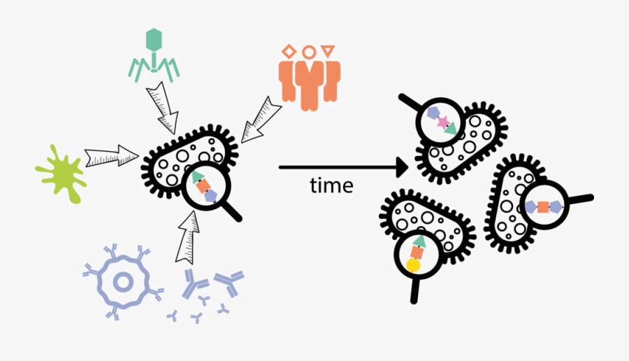 Bacterial Surface Sugars Are Highly Diverse, And Their - Bacteria And Antibiotic Interaction, Transparent Clipart