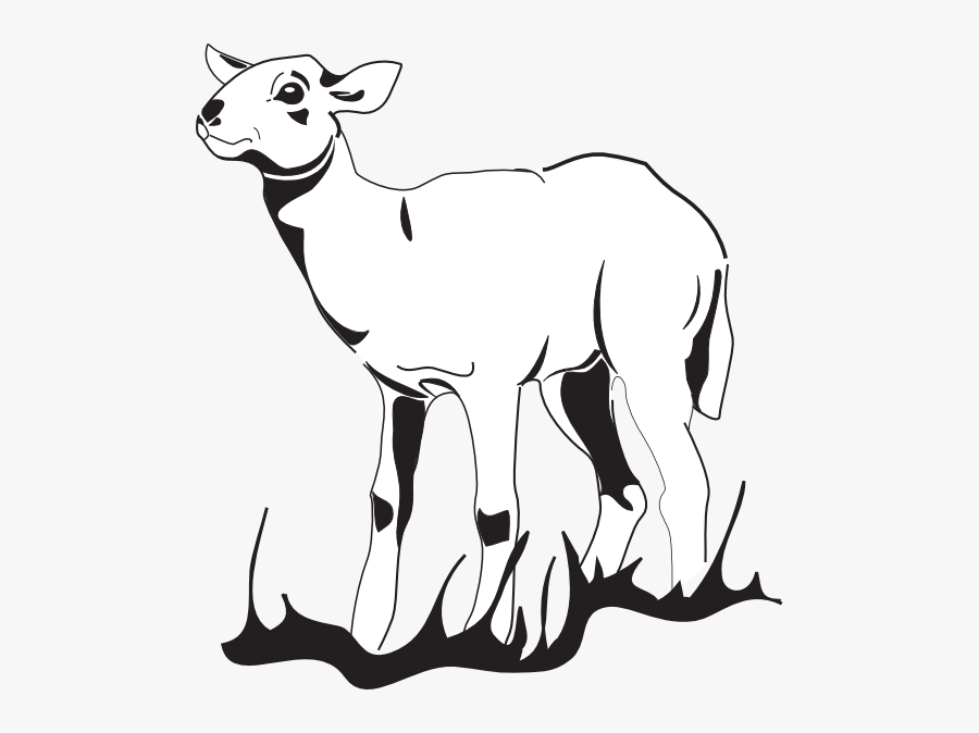 Lamb Vector Png, Transparent Clipart