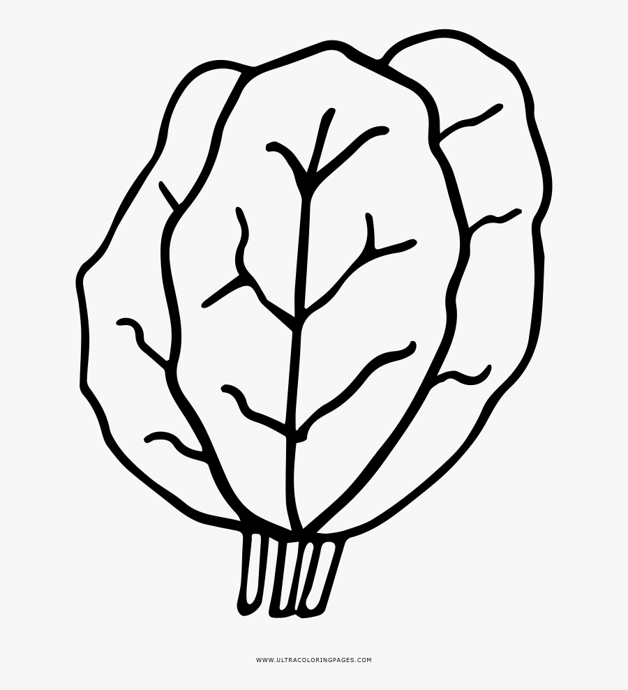 Kale Coloring Page - Kale Drawing Easy, Transparent Clipart