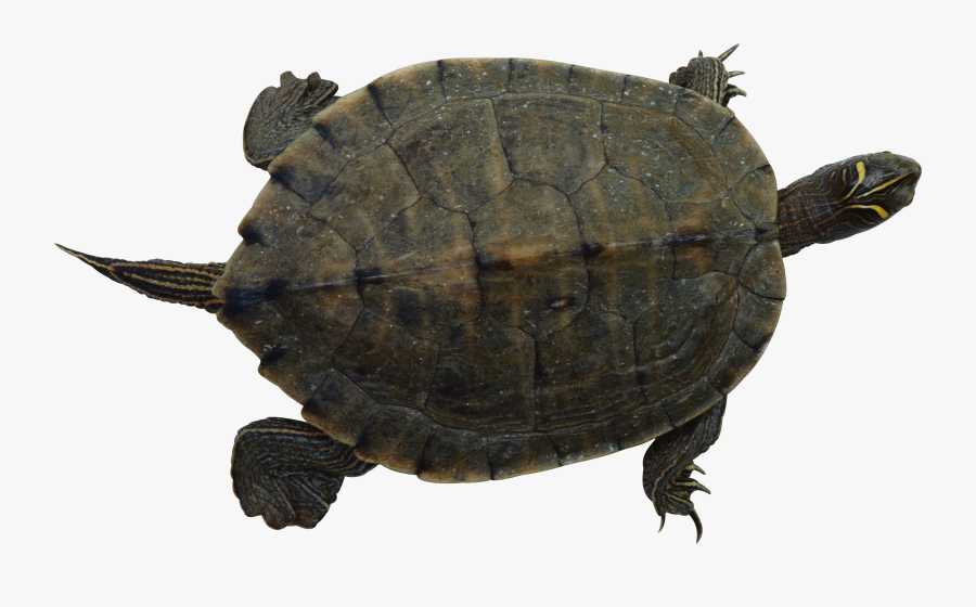 Transparent Slow Turtle Clipart - Pet Turtle Png, Transparent Clipart