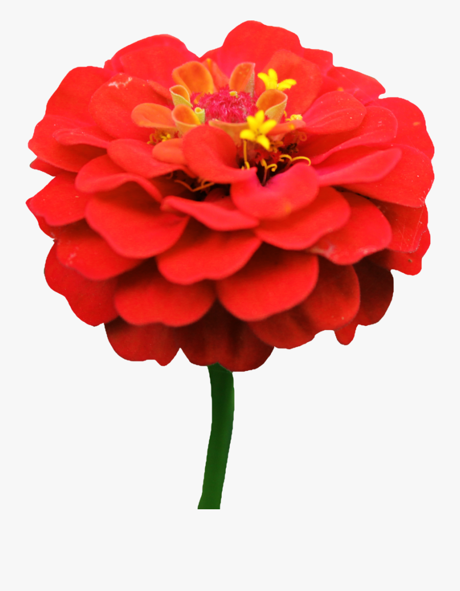 Transparent Dahlia Clipart - Flower With Transparent Background, Transparent Clipart