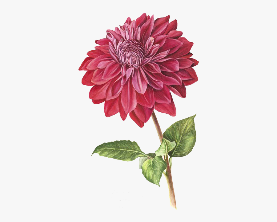 Dahlia Drawing Png, Transparent Clipart