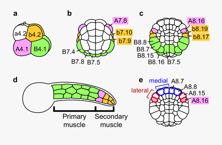Schematic Representation Of The Fate Map Of An Ascidian - Fate Map Of Ascidian, Transparent Clipart