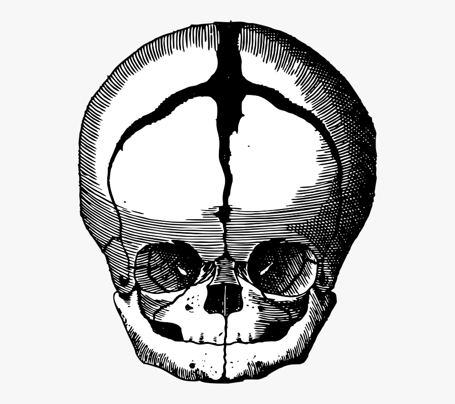 Fetal Skull Png, Transparent Clipart