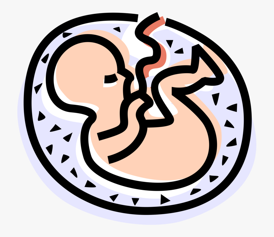 Vector Illustration Of Fetus Prenatal Human Between - Fetus Vector Png, Transparent Clipart