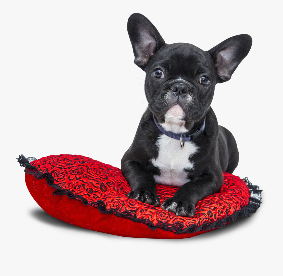 Transparent Dog Bed Clipart - French Bulldog Transparent Png, Transparent Clipart