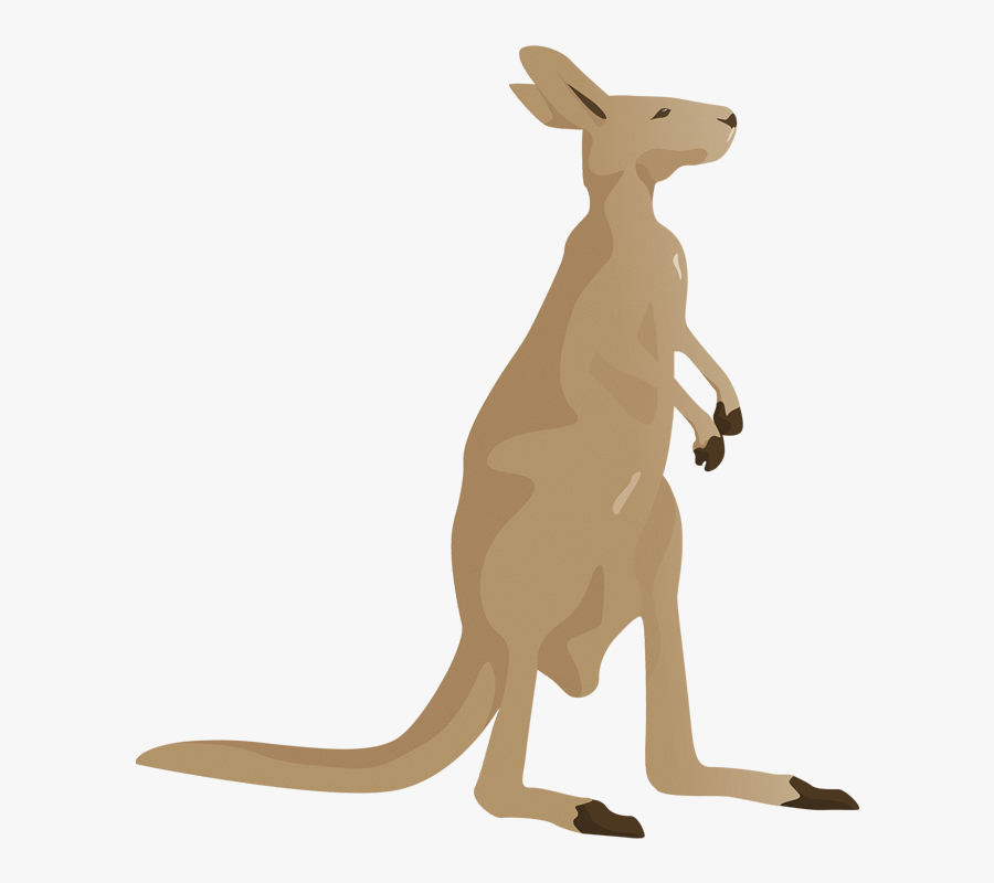 Kangaroo, Transparent Clipart
