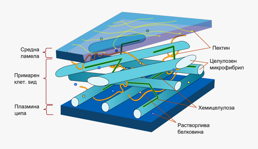 Structure Of A Plant Cell Wall, Transparent Clipart