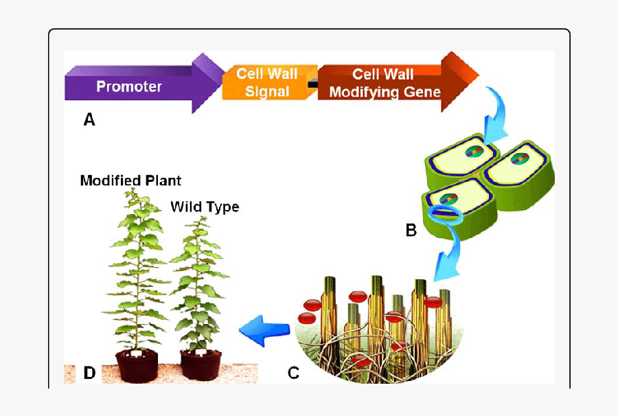 Modification Of Plant Cell Wall Components To Increase - Plant Cell Wall Modification, Transparent Clipart