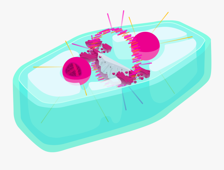 Lysosome In Mitosis, Transparent Clipart