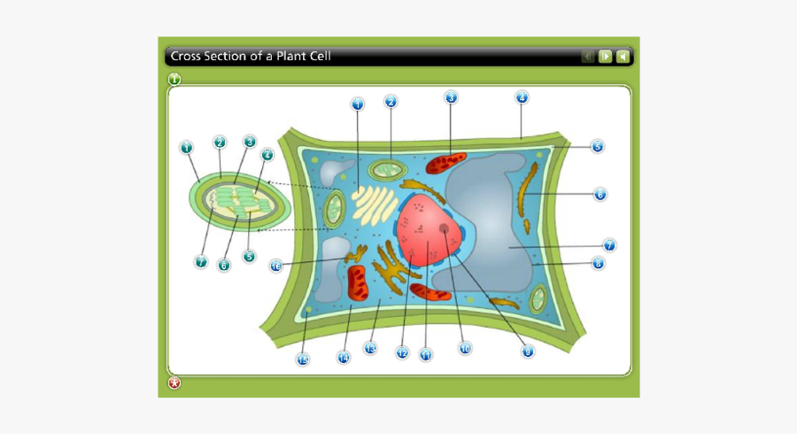 Clip Art, Transparent Clipart