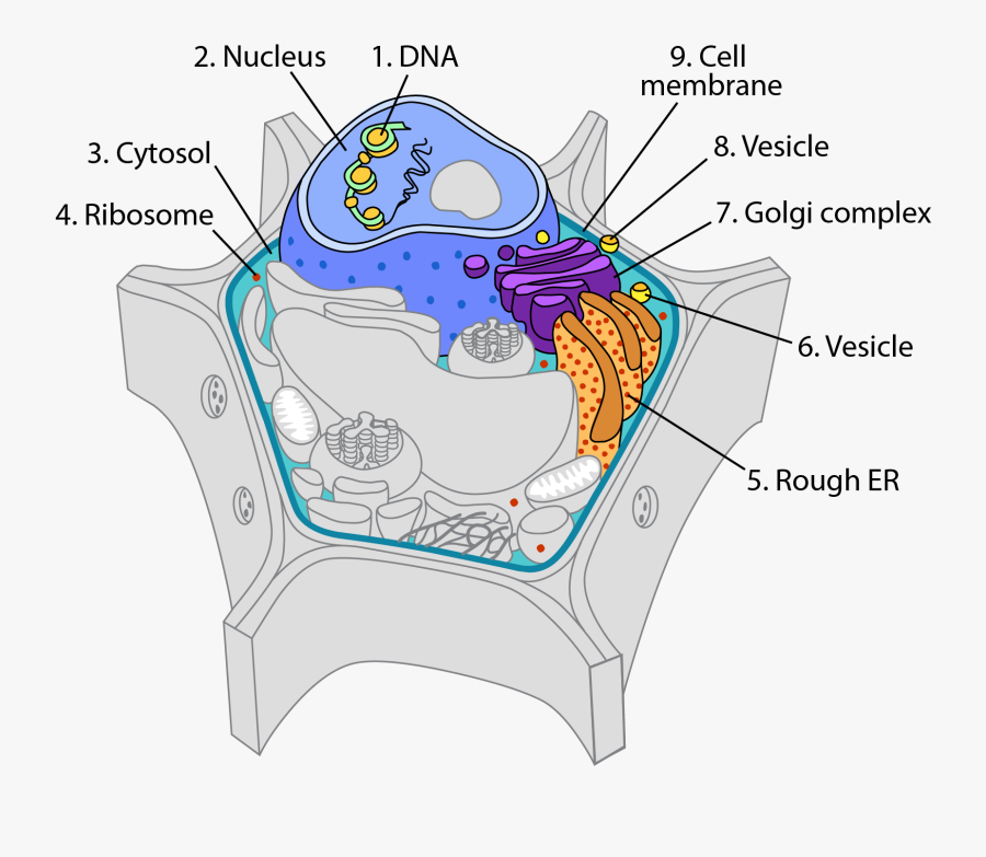Diagram, Transparent Clipart