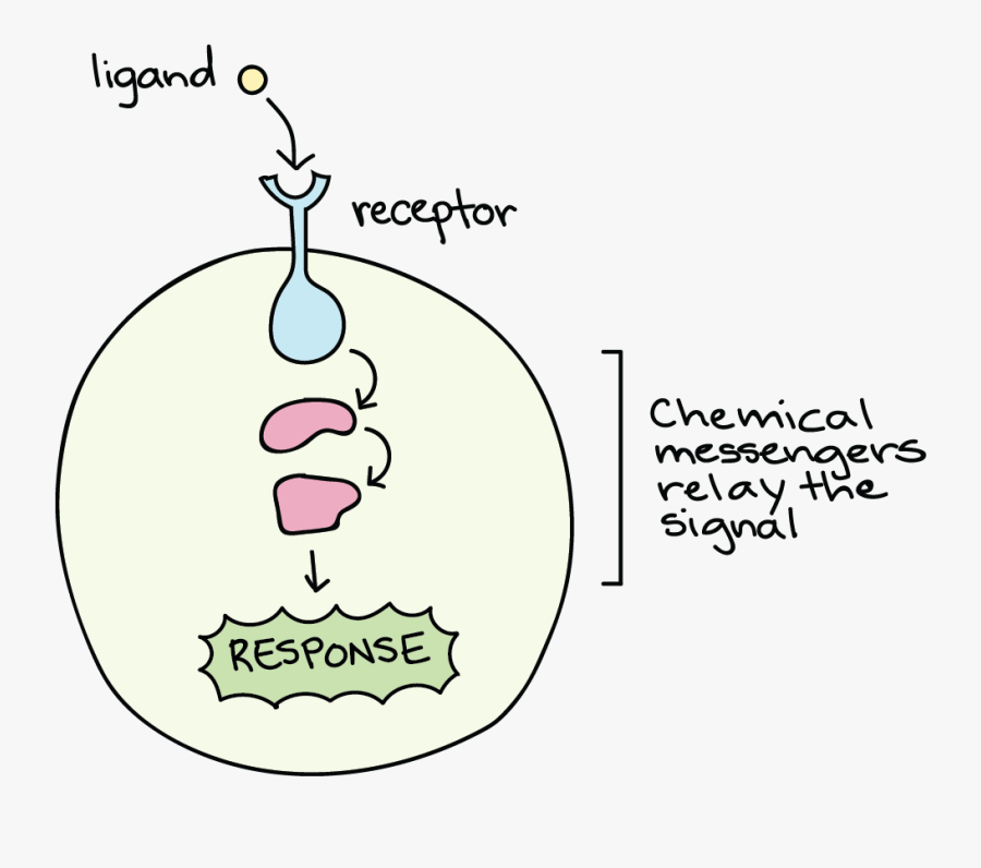 Signal Response, Transparent Clipart