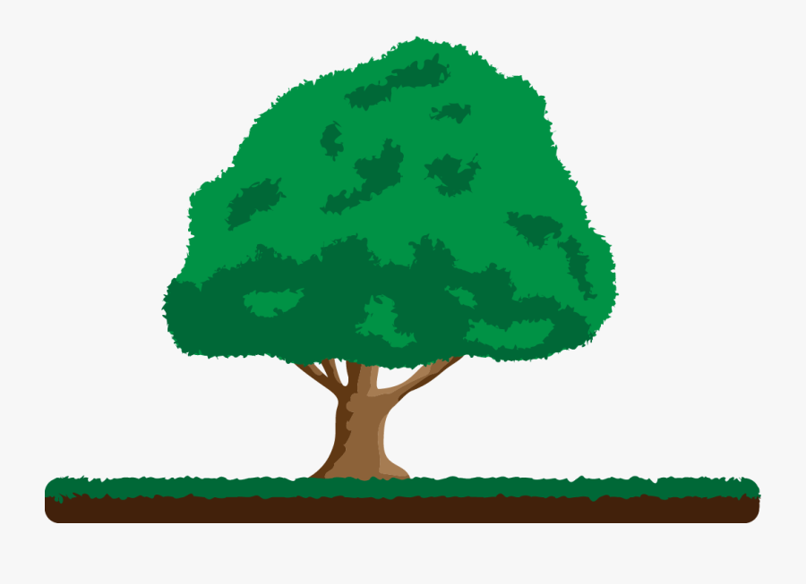 Big Tree - Illustration, Transparent Clipart