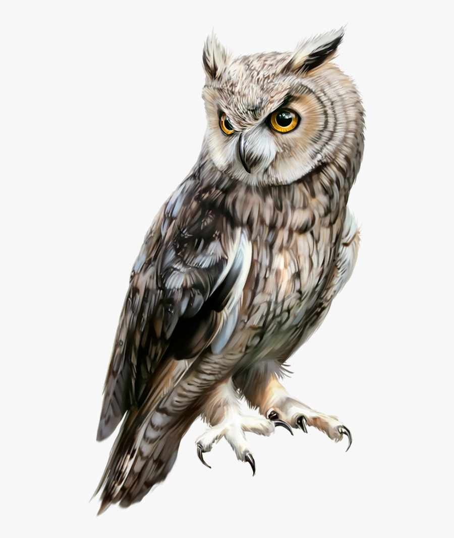 Owl, Transparent Clipart