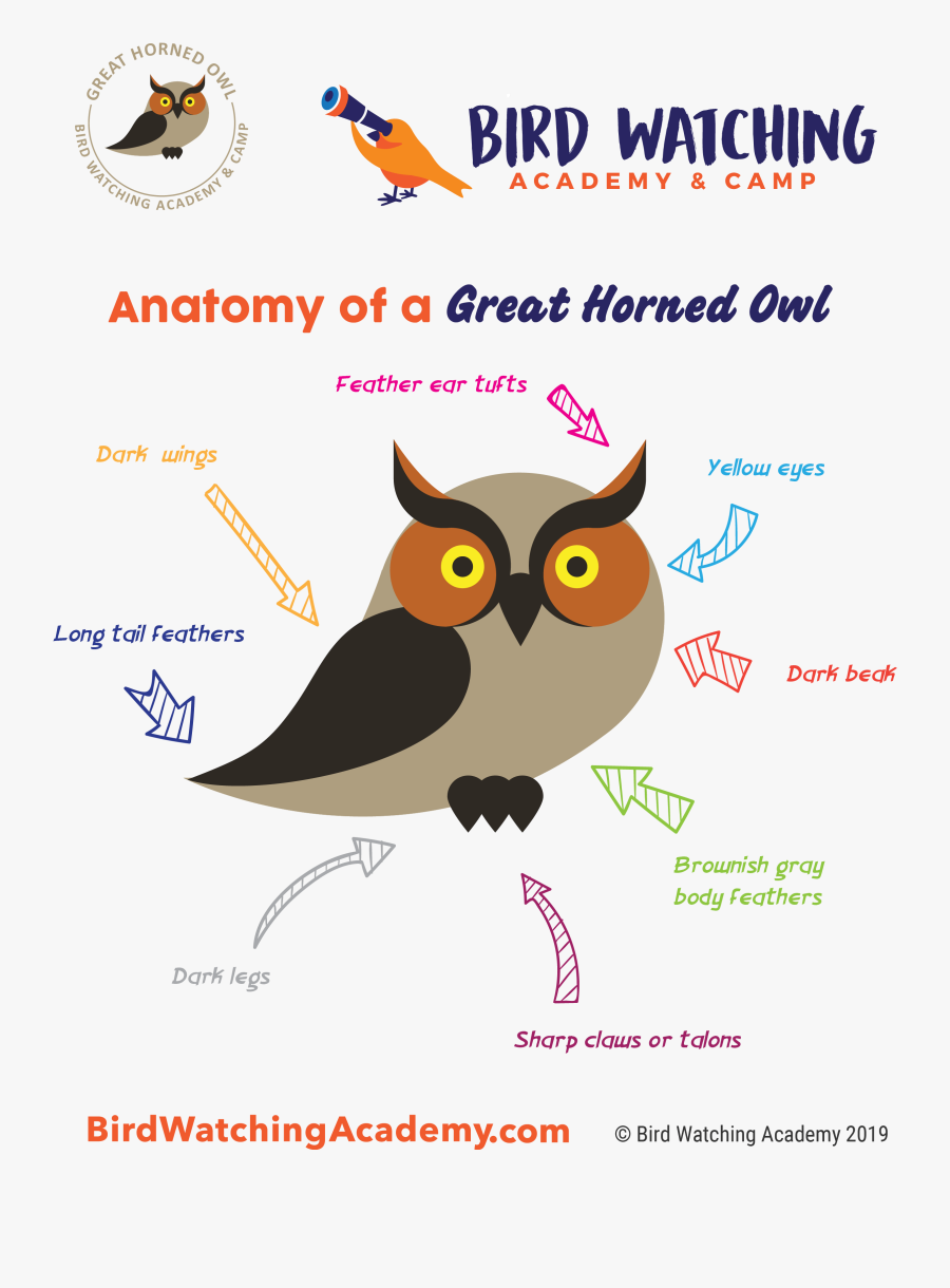 Anatomy Of Northern Cardinal, Transparent Clipart