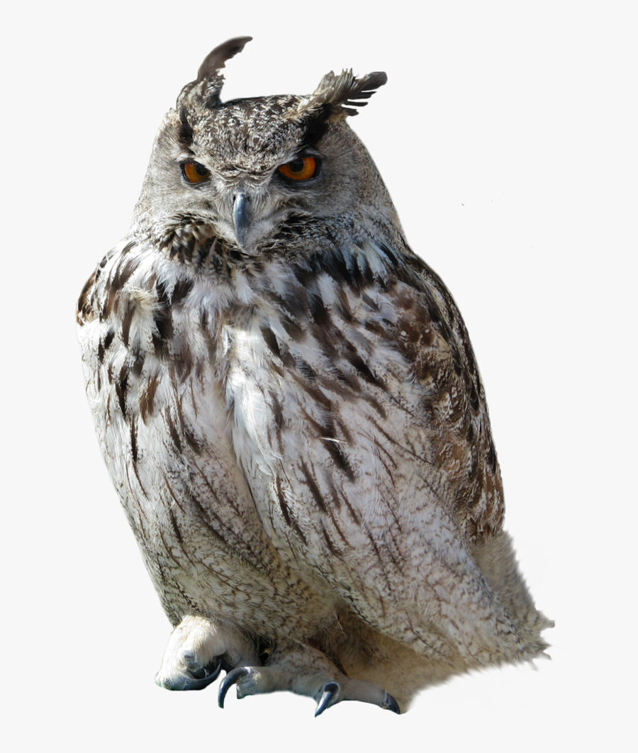 Download For Free Owls High Quality Png, Transparent Clipart